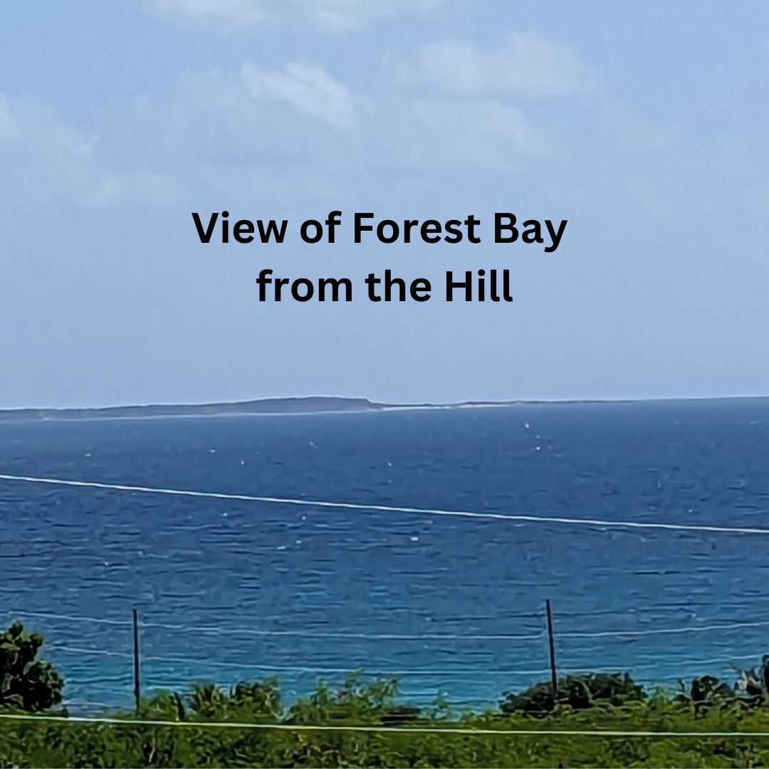 View of Forest Bay from the hill.