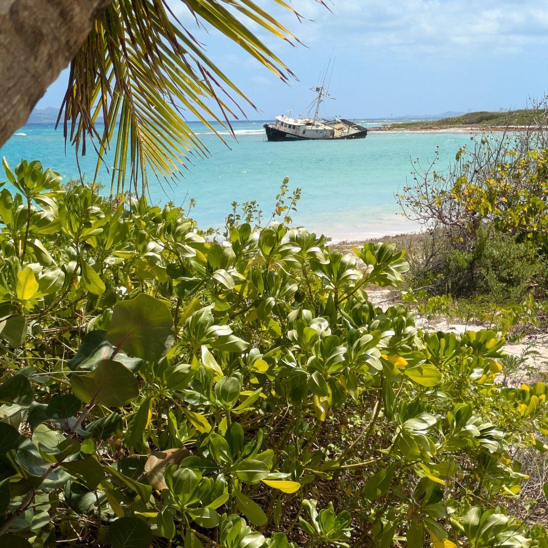 Beach Beauty: 2 Palms at the Forest Bay